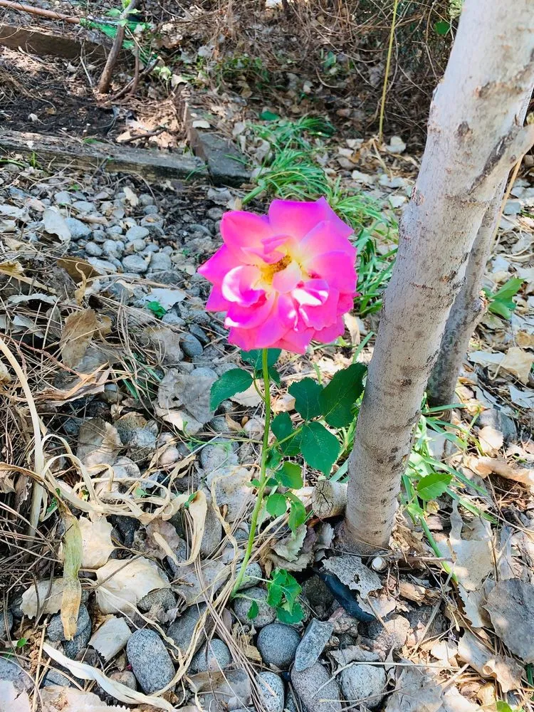 Expert landscaping services in Greenwood Village, CO by Sharp Landscaping