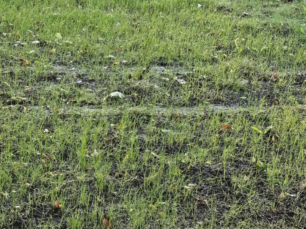 Trusted outdoor landscaping experts serving Sioux City, IA - Sharp Lawn Care, Sioux City