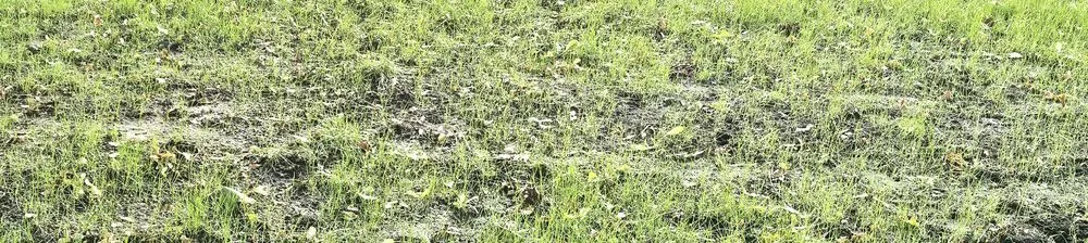 Custom lawn mowing service experts serving Sioux City, IA - Sharp Lawn Care, Sioux City