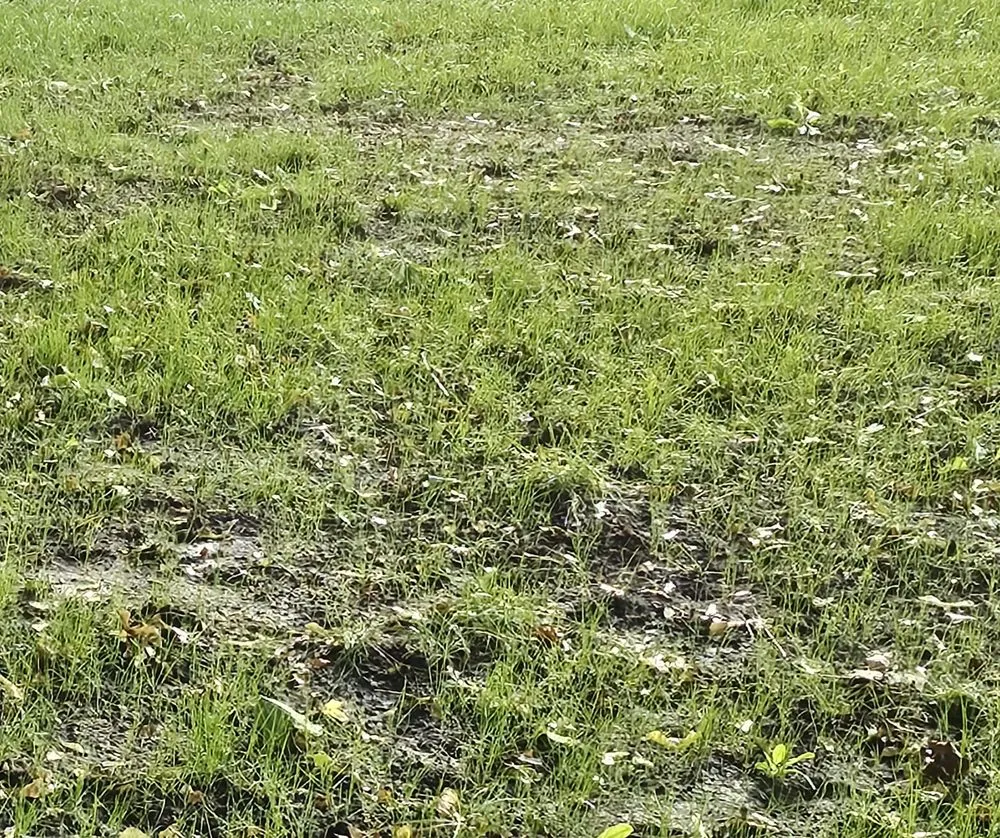 Expert landscape installation in Sioux City, IA by Sharp Lawn Care, Sioux City