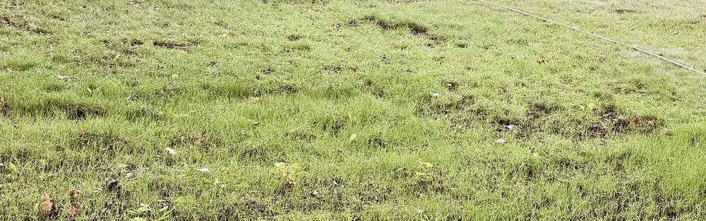 Custom lawn care service in Sioux City, IA - Sharp Lawn Care, Sioux City