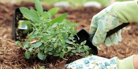 Local landscape installation in Nicholasville, KY by Sharp Lawn