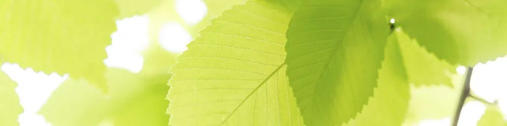 Top-rated landscape installation in Orlando, FL by Sharp Lawn Services