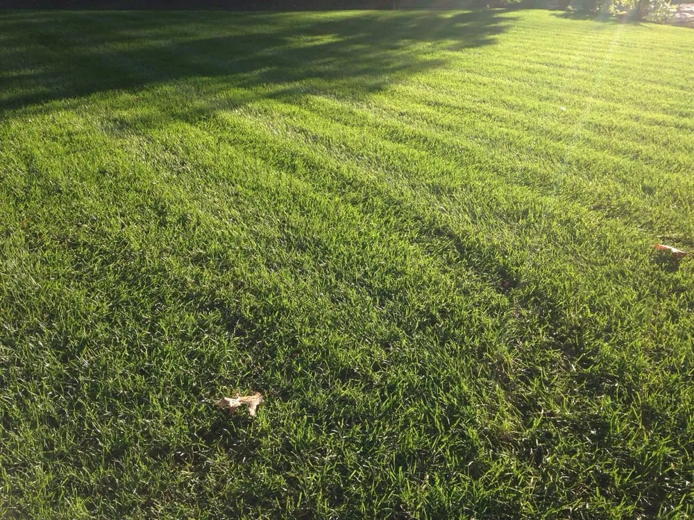 Custom yard cleanup service in Howell, NJ by Sharp Lawns & Landscapes