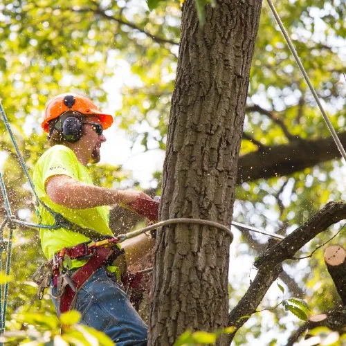 Affordable lawn care service for residential properties in Desoto, TX by Sharp Scapes