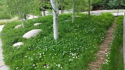 Reliable outdoor landscaping experts serving Orlando, FL - Sharpest Image Lawn Care