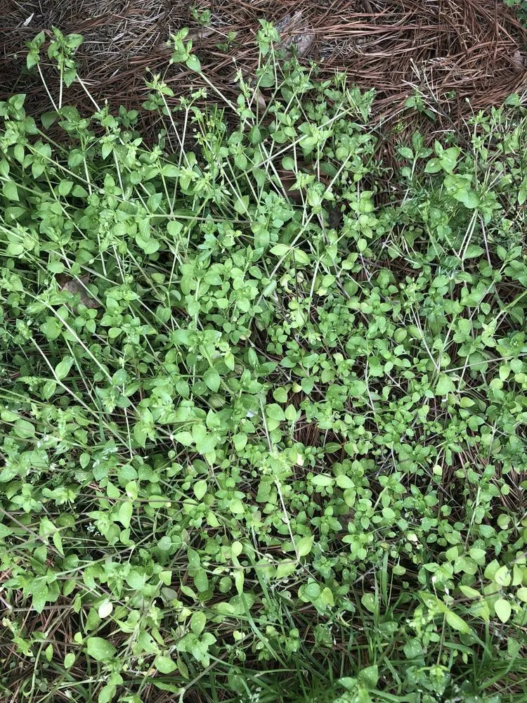 Professional outdoor landscaping near you in Dallas, GA by Sharplawns Turf Care