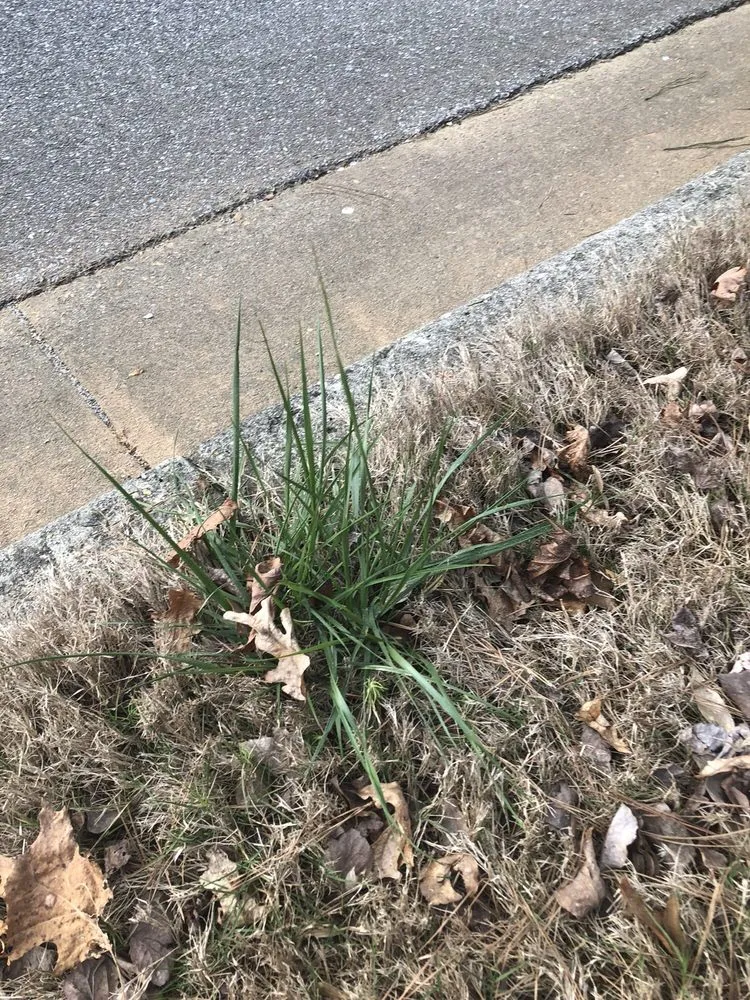 Local landscaping services in Dallas, GA by Sharplawns Turf Care