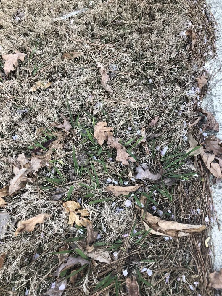 Affordable outdoor landscaping for year-round maintenance across Dallas, GA - Sharplawns Turf Care