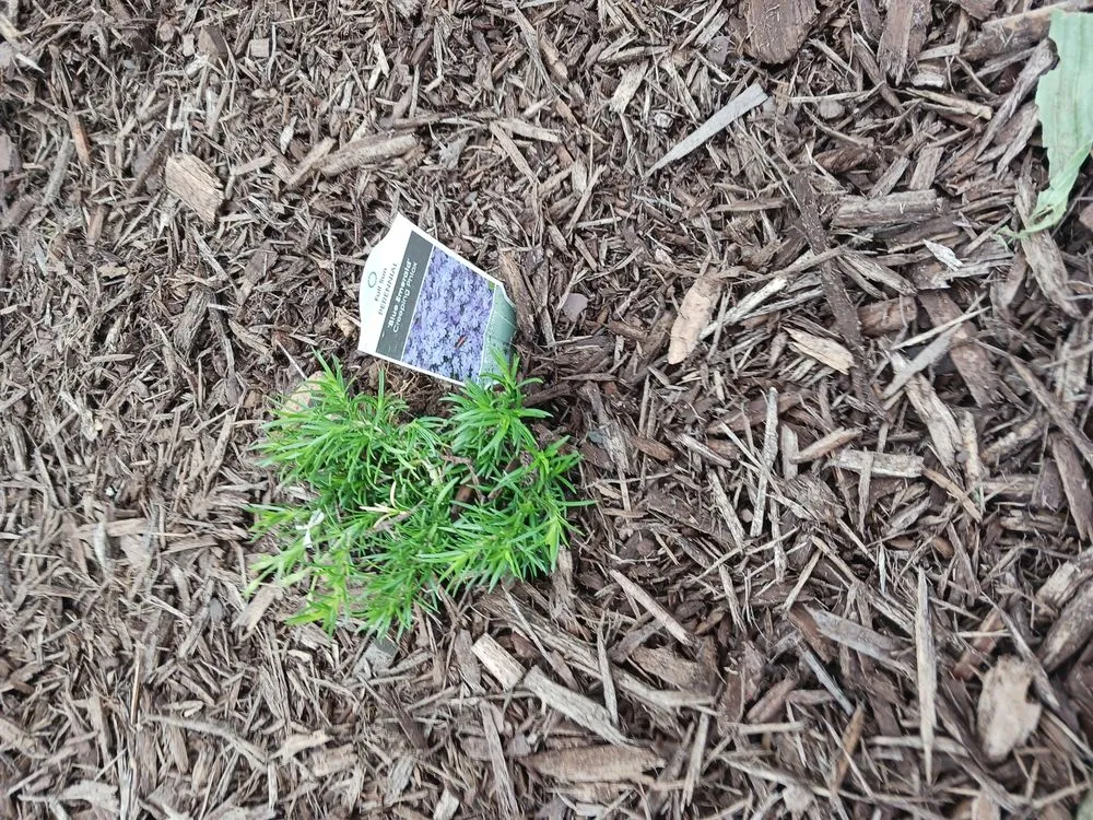 Custom landscaping services experts serving Huntsville, AL - Sharp's Lawncare