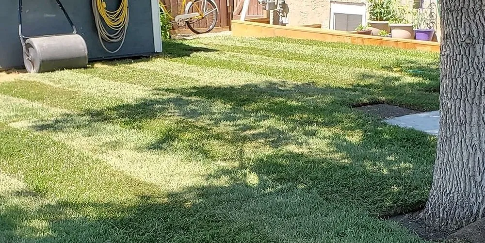 Local yard cleanup service experts serving Houston, TX - Sharpstown Lawn Care