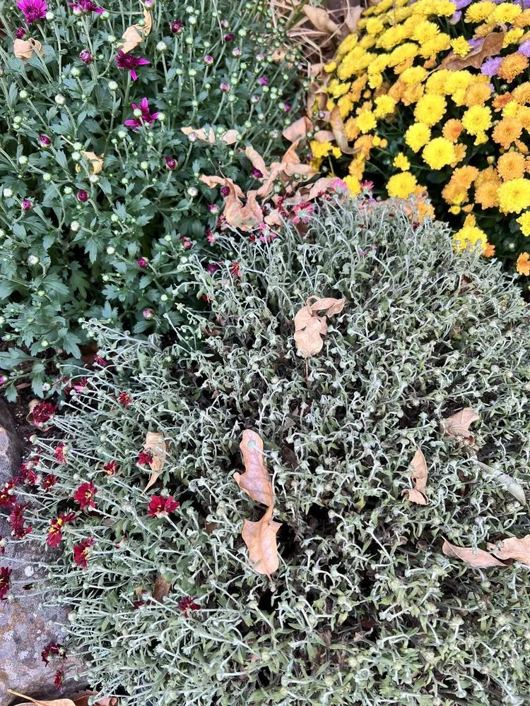 Local landscaping services near you in Fort Smith, AR by Sharum's Garden Center