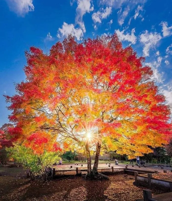 Local yard cleanup service in Pittsburgh, PA by Shaun's Lawns