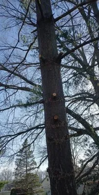 Shaver Bros Landscaping