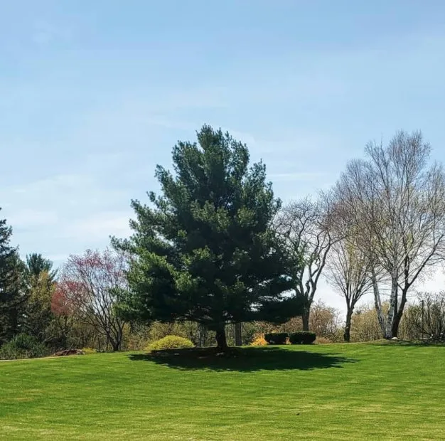 Affordable yard cleanup service for homes across St. Joseph, MI - Shavery's Lawn Service