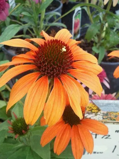 Top-rated residential landscaping in Shawano, WI by Shawano Lawn & Stone Company