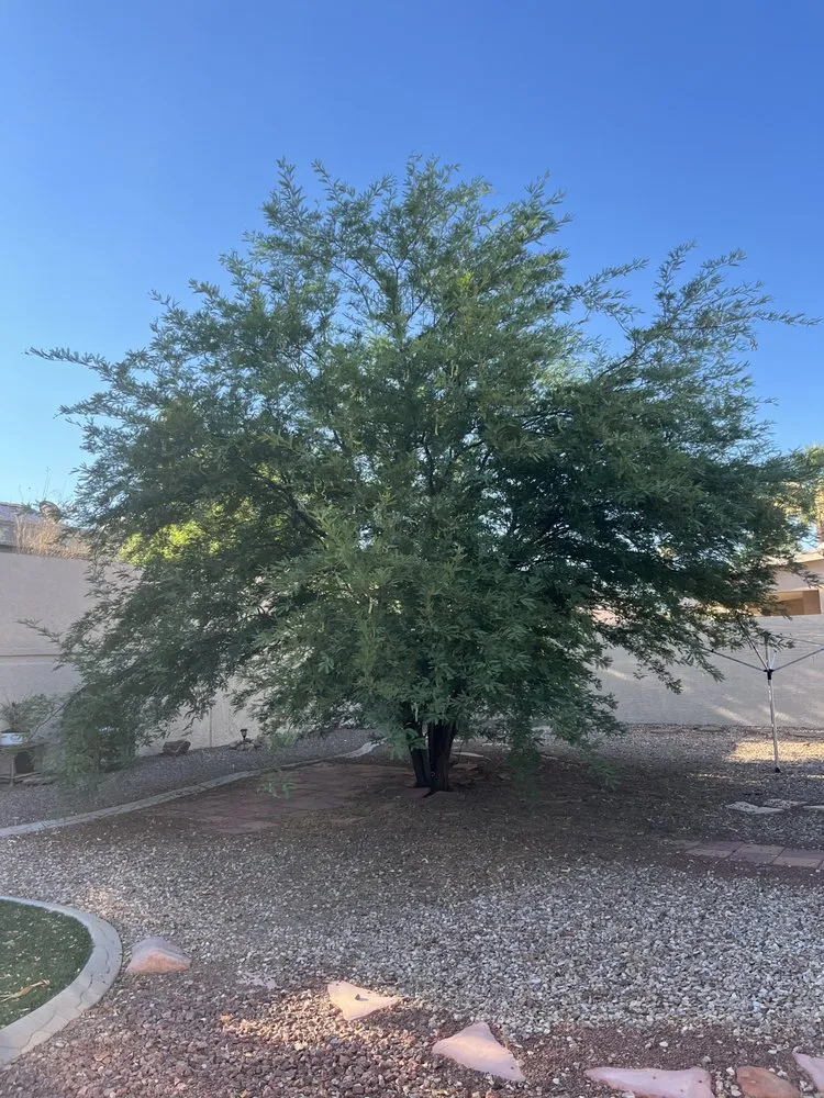 Affordable garden landscaping in Bullhead City, AZ by Shawn Stice