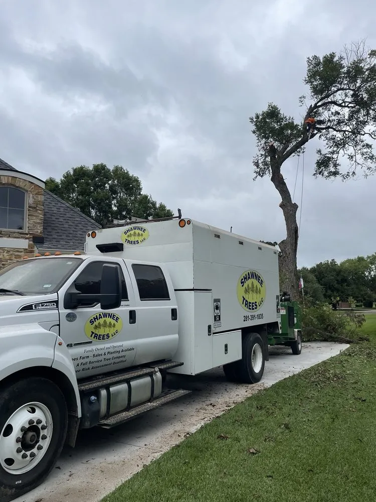 Trusted yard maintenance for outdoor upgrades across Katy, TX - Shawnee Trees