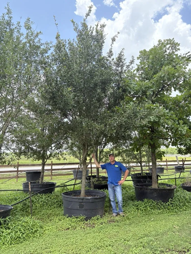 Top-rated lawn mowing service for residential properties across Katy, TX - Shawnee Trees