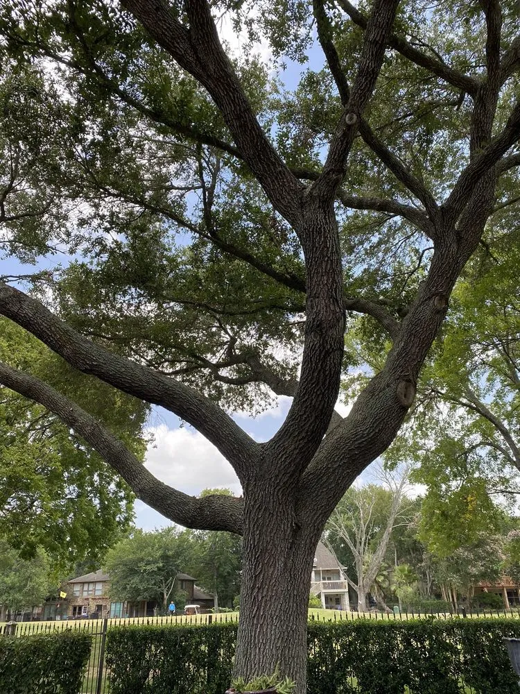 Top-rated outdoor landscaping near you in Katy, TX by Shawnee Trees