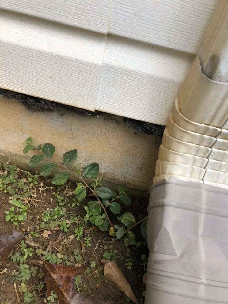 Professional yard cleanup service in Forsyth, GA by Shawn’s pest management