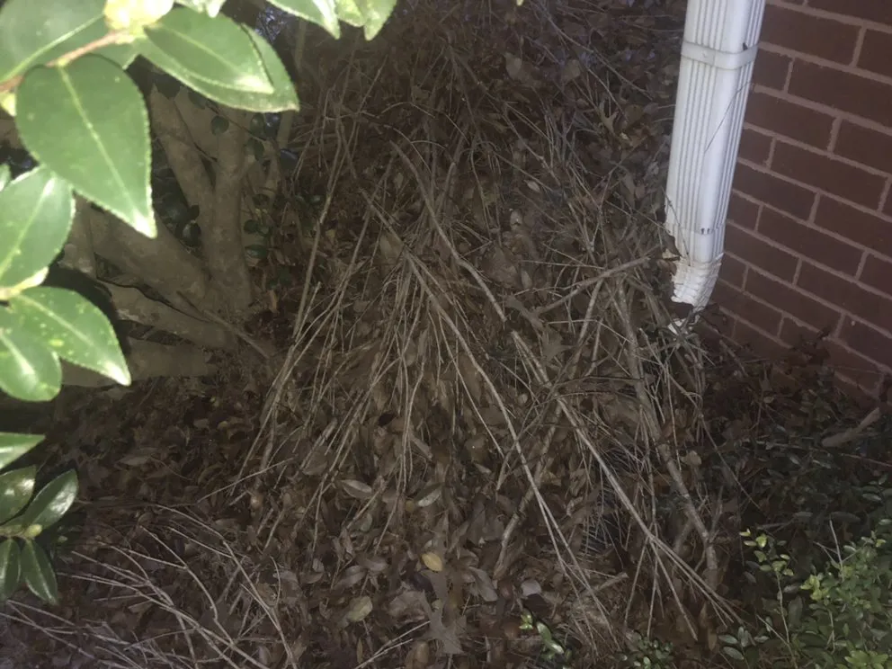 Trusted landscaping services for outdoor upgrades in Forsyth, GA by Shawn’s pest management