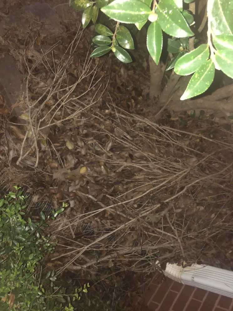 Top-rated landscape design in Forsyth, GA - Shawn’s pest management