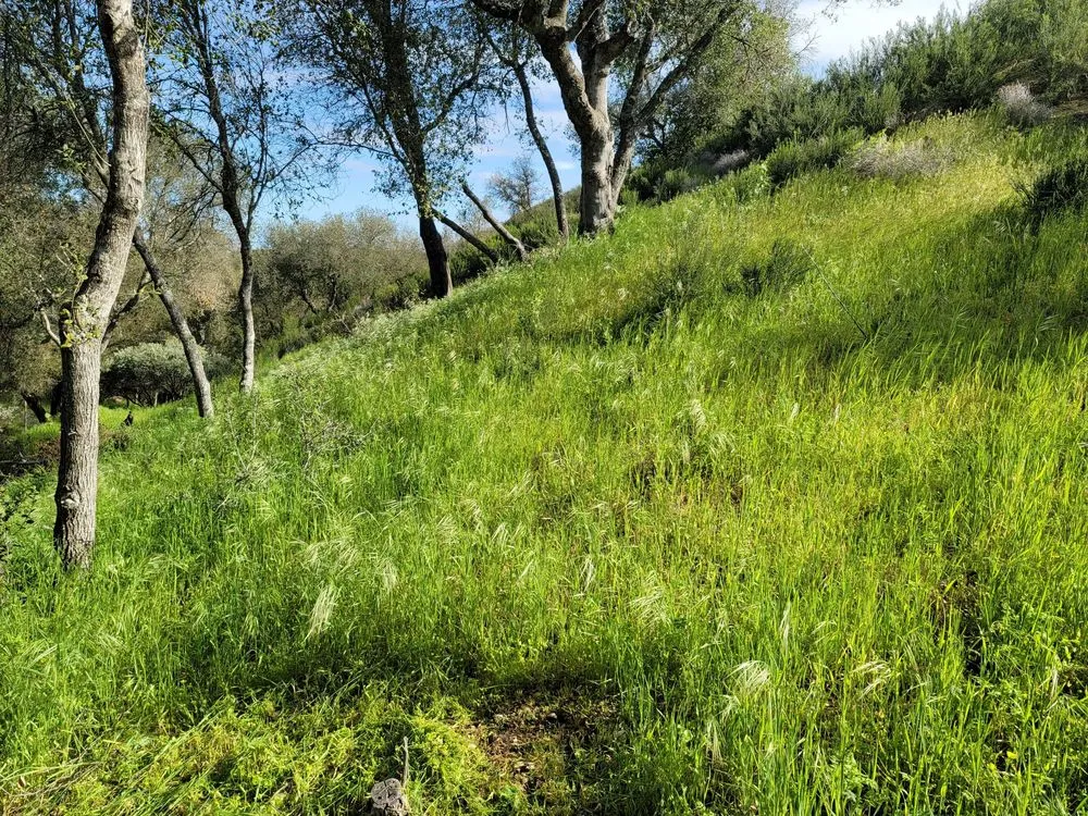 Professional garden landscaping in Creston, CA by Shawn's Weed Abatement