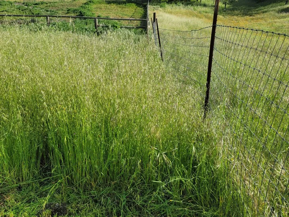 Professional residential landscaping in Creston, CA - Shawn's Weed Abatement
