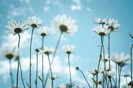 She Daisy Landscaping Logo