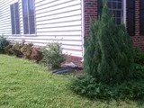 Professional yard cleanup service experts serving Woodbridge, VA - Shear Scapes