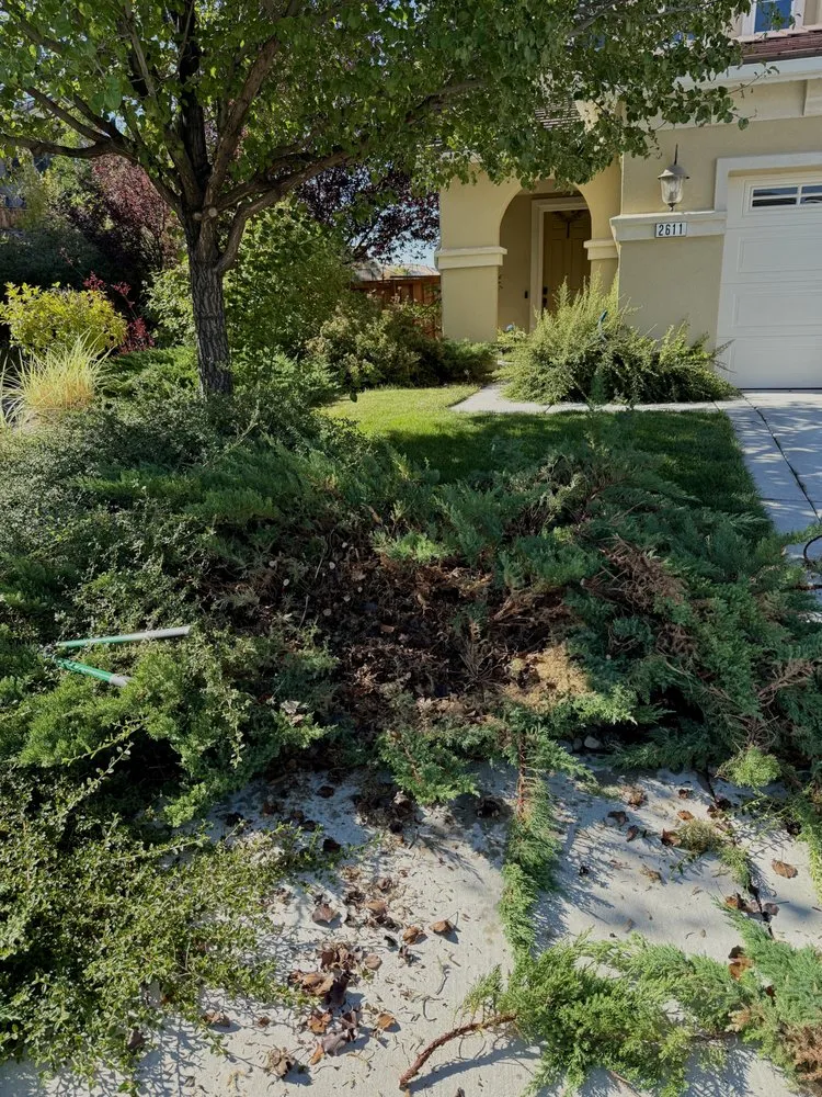 Professional yard cleanup service for beautiful yards across Houston, TX - Sheckles Lawncare