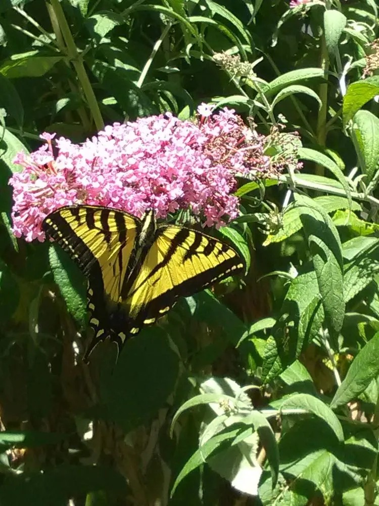 Custom lawn care service experts serving Grants Pass, OR - Sheila's Creative Yards