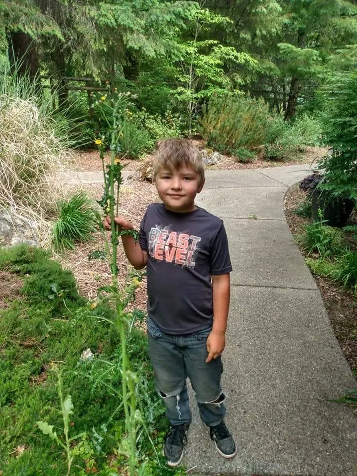 Top-rated yard cleanup service in Grants Pass, OR by Sheila's Creative Yards