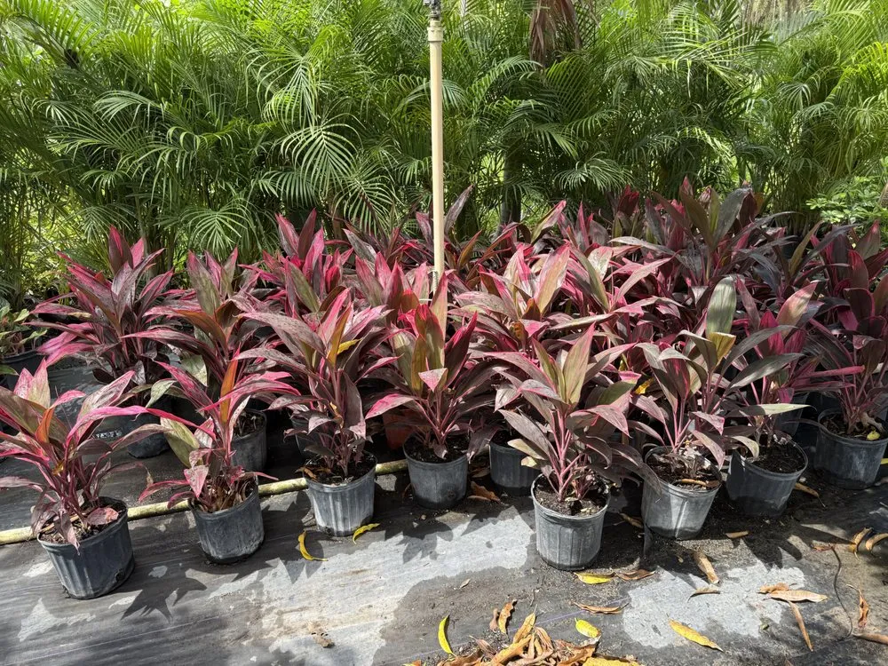 Reliable landscape installation for outdoor upgrades across Hollywood, FL - Shekinah Landscaping Services