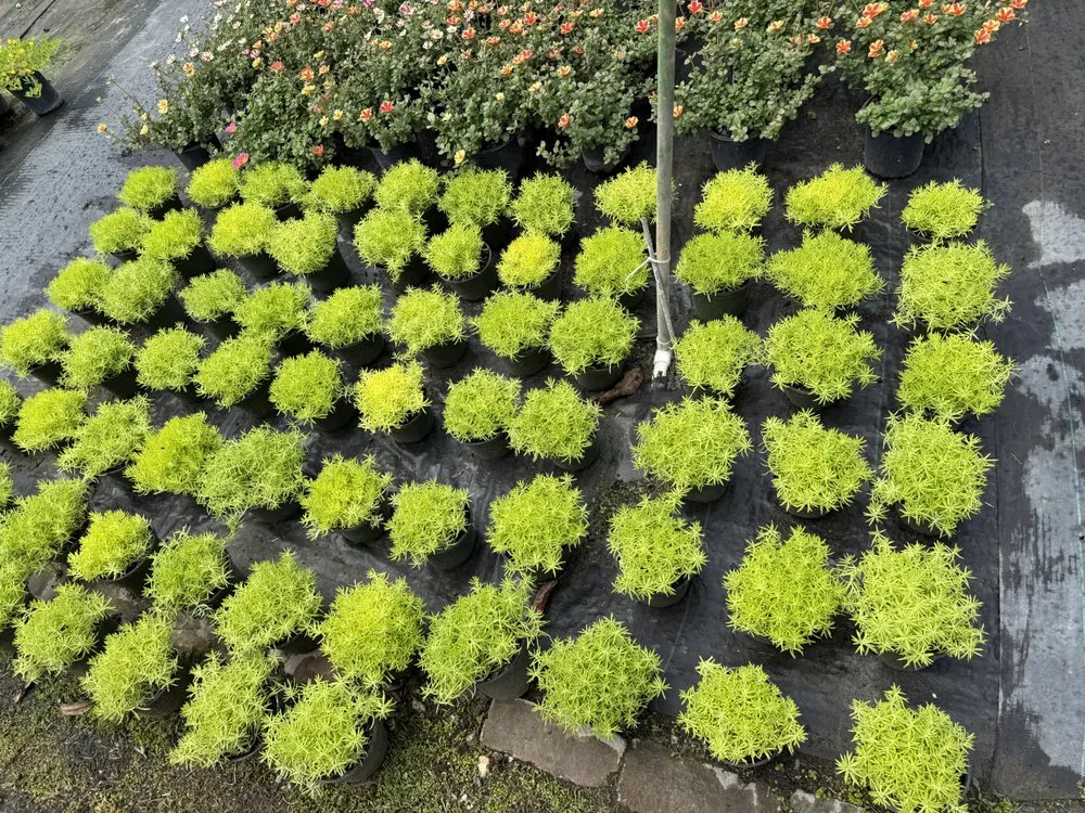 Expert lawn care service in Hollywood, FL - Shekinah Landscaping Services