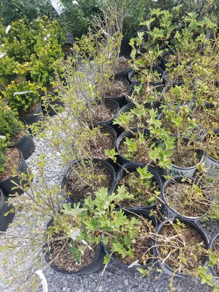 Expert landscape design near you in Shelbyville, KY by Shelby Nursery & Garden Center