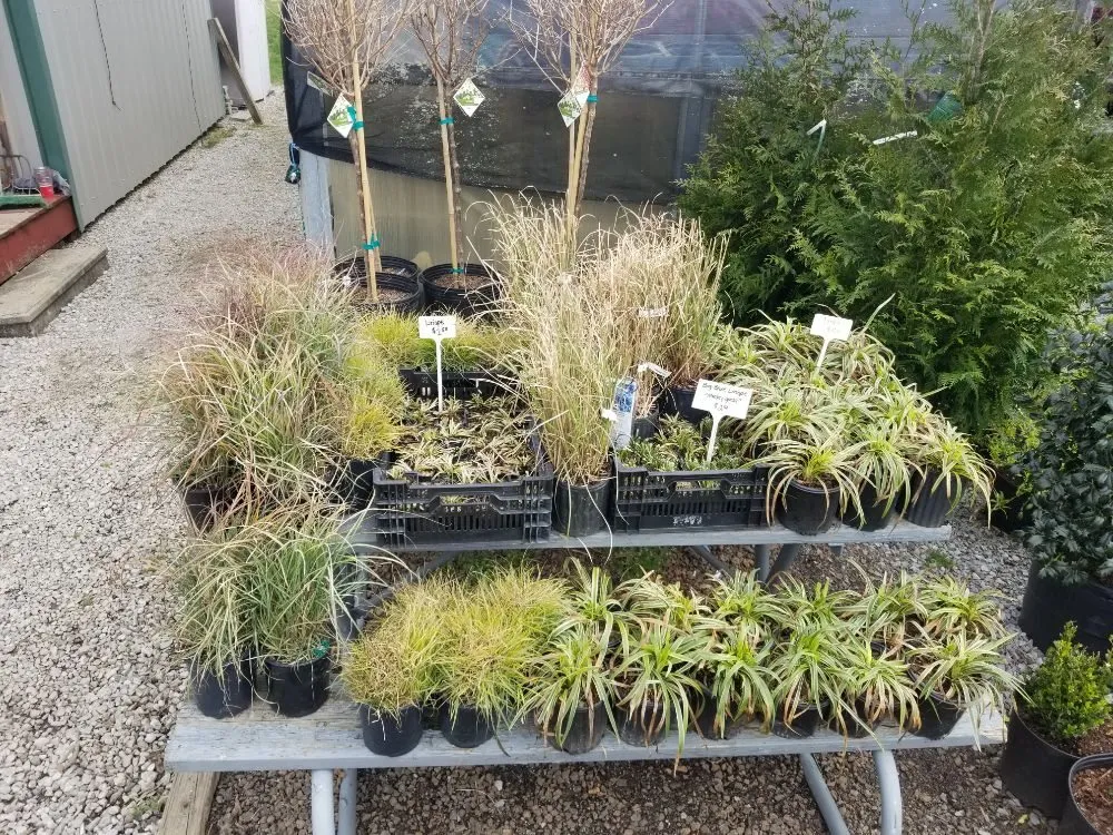 Professional outdoor landscaping for homes in Shelbyville, KY by Shelby Nursery & Garden Center