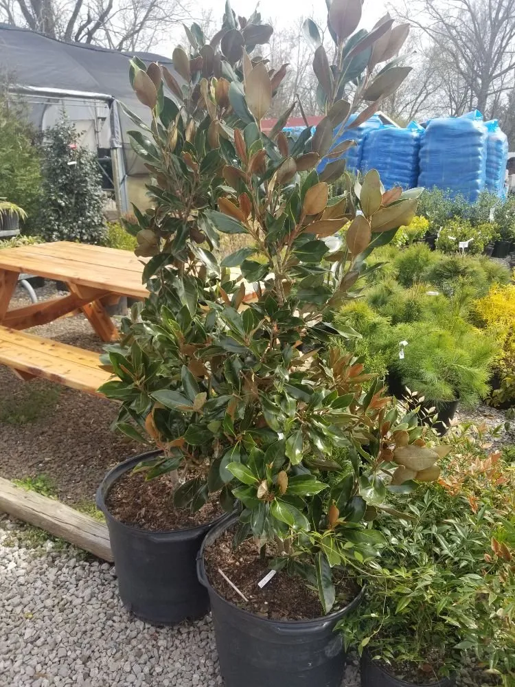 Local yard maintenance in Shelbyville, KY - Shelby Nursery & Garden Center