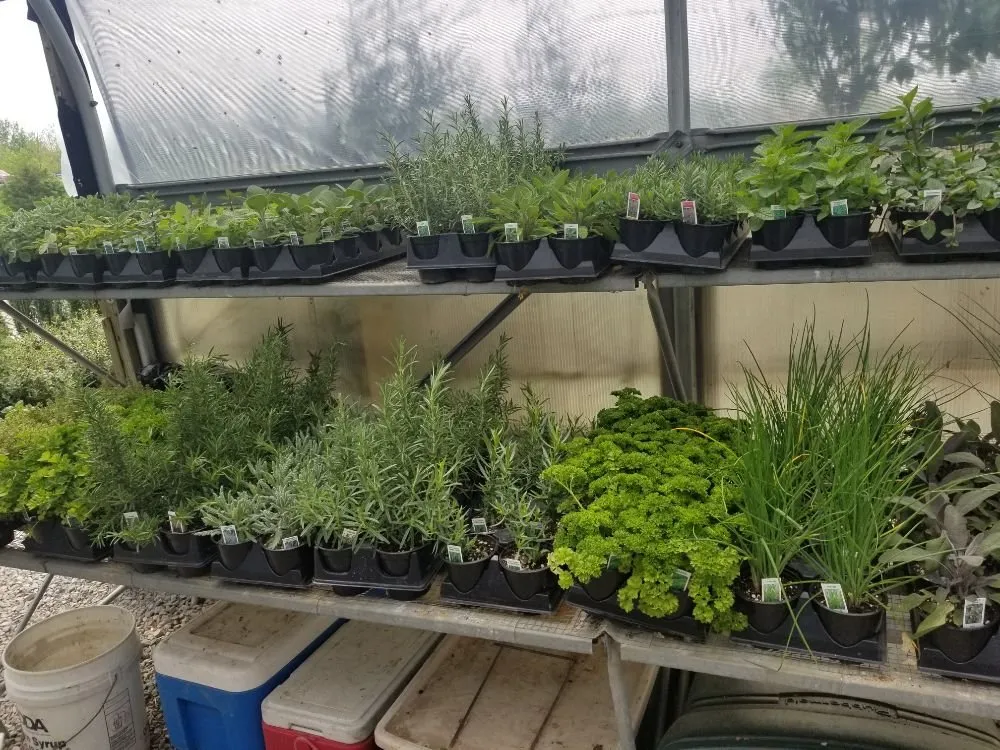 Top-rated residential landscaping in Shelbyville, KY by Shelby Nursery & Garden Center