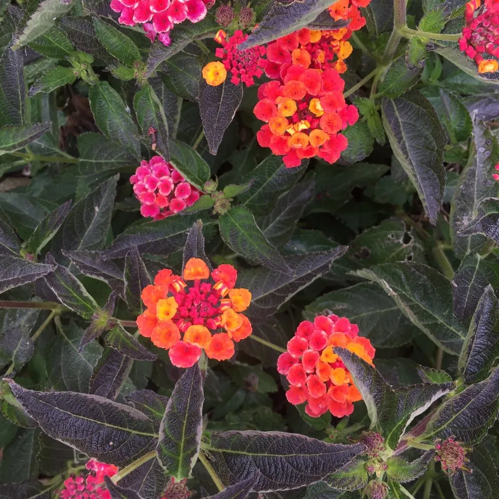 Expert lawn mowing service for outdoor upgrades in Arroyo Grande, CA by Shellback Landscapes