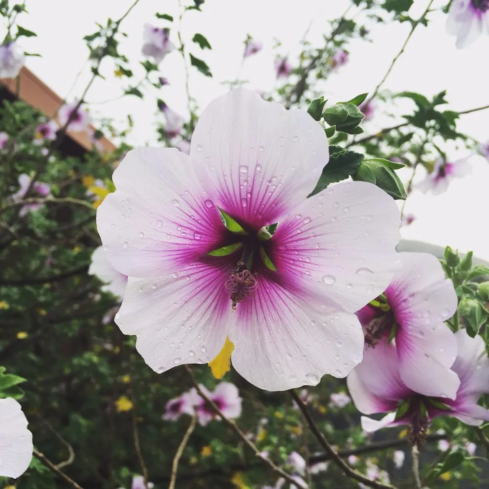 Top-rated garden landscaping for homes across Arroyo Grande, CA - Shellback Landscapes