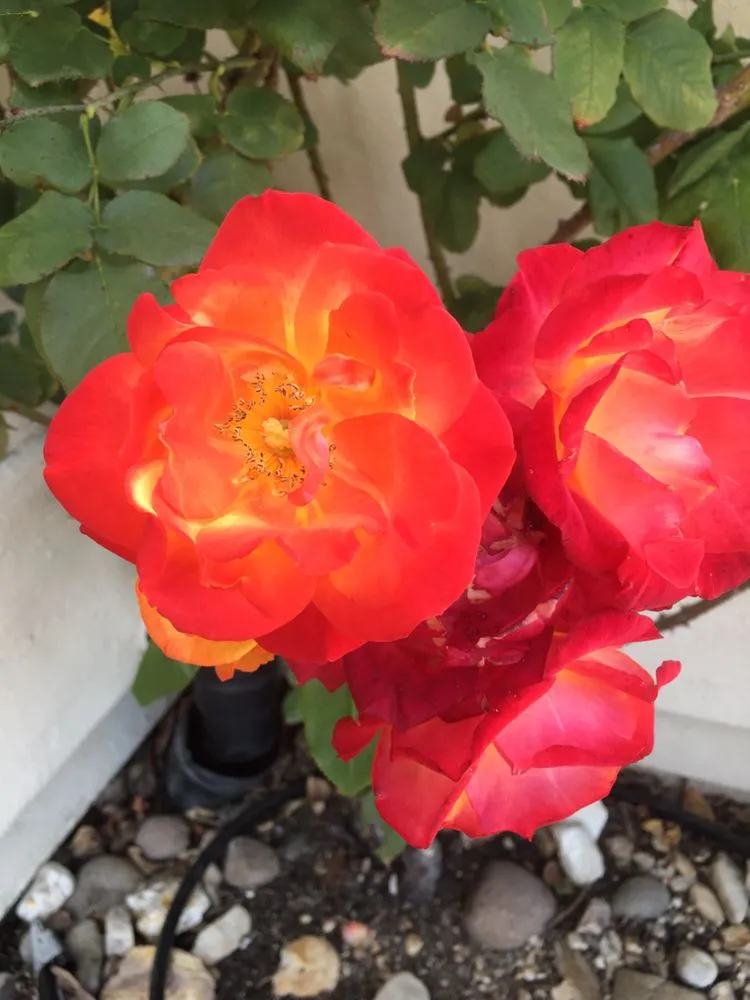 Affordable residential landscaping in Arroyo Grande, CA by Shellback Landscapes