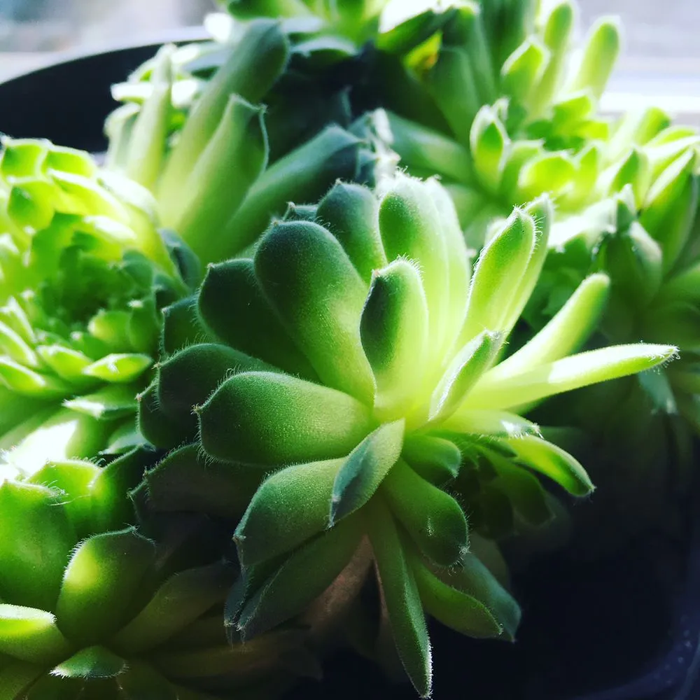 Professional residential landscaping in Arroyo Grande, CA by Shellback Landscapes