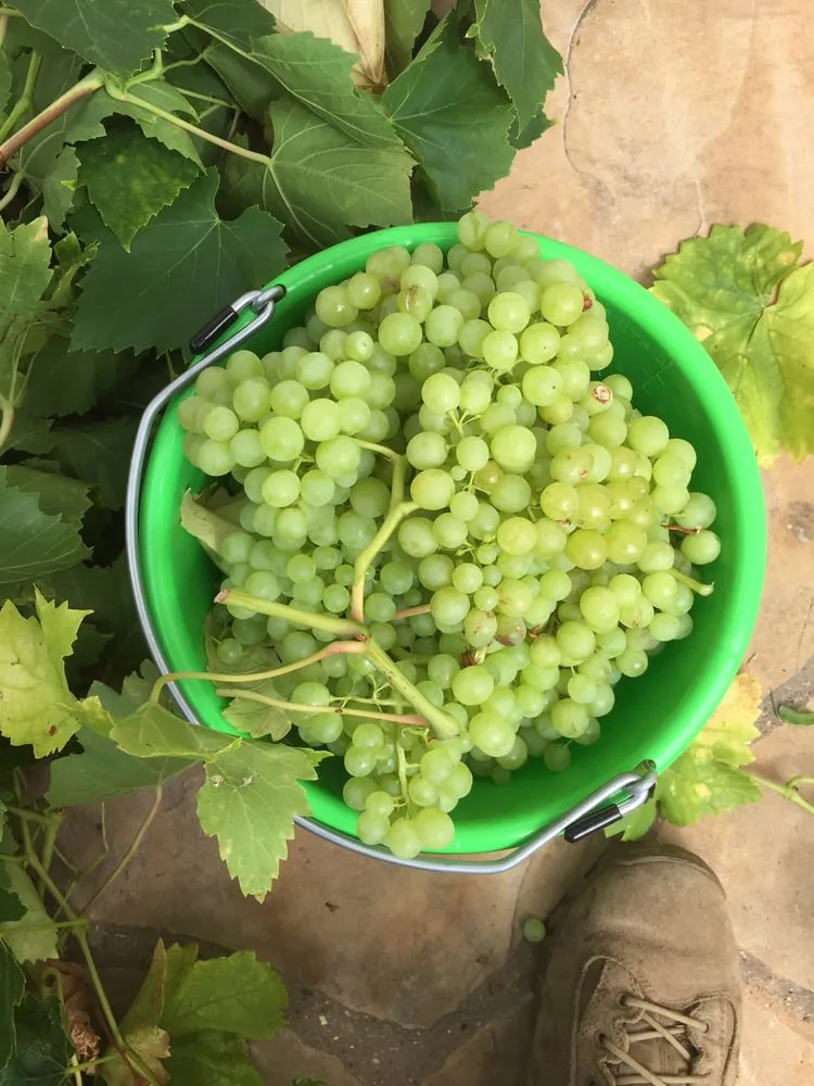Custom landscape installation for beautiful yards across Arroyo Grande, CA - Shellback Landscapes