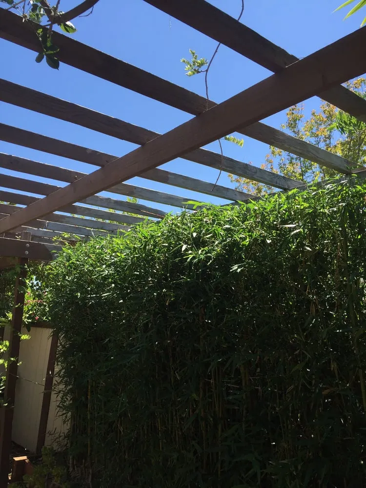 Professional yard cleanup service in Arroyo Grande, CA by Shellback Landscapes