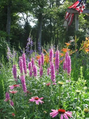 Shelley's Garden Design & Consulting Logo