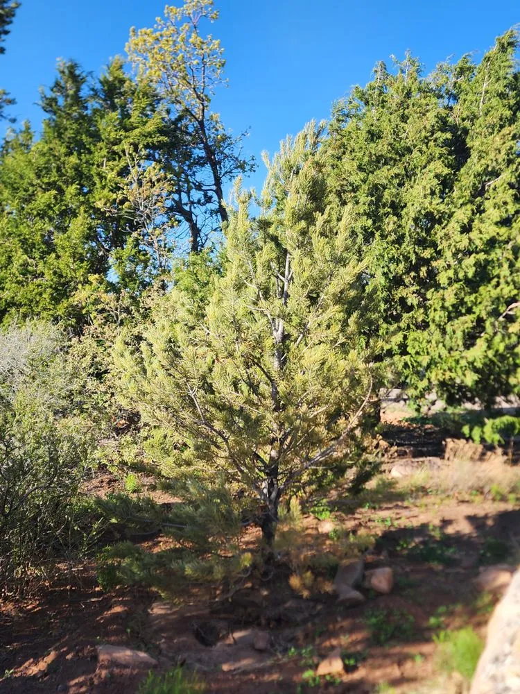 Affordable landscape installation in Albuquerque, NM by Shelly Landscaping