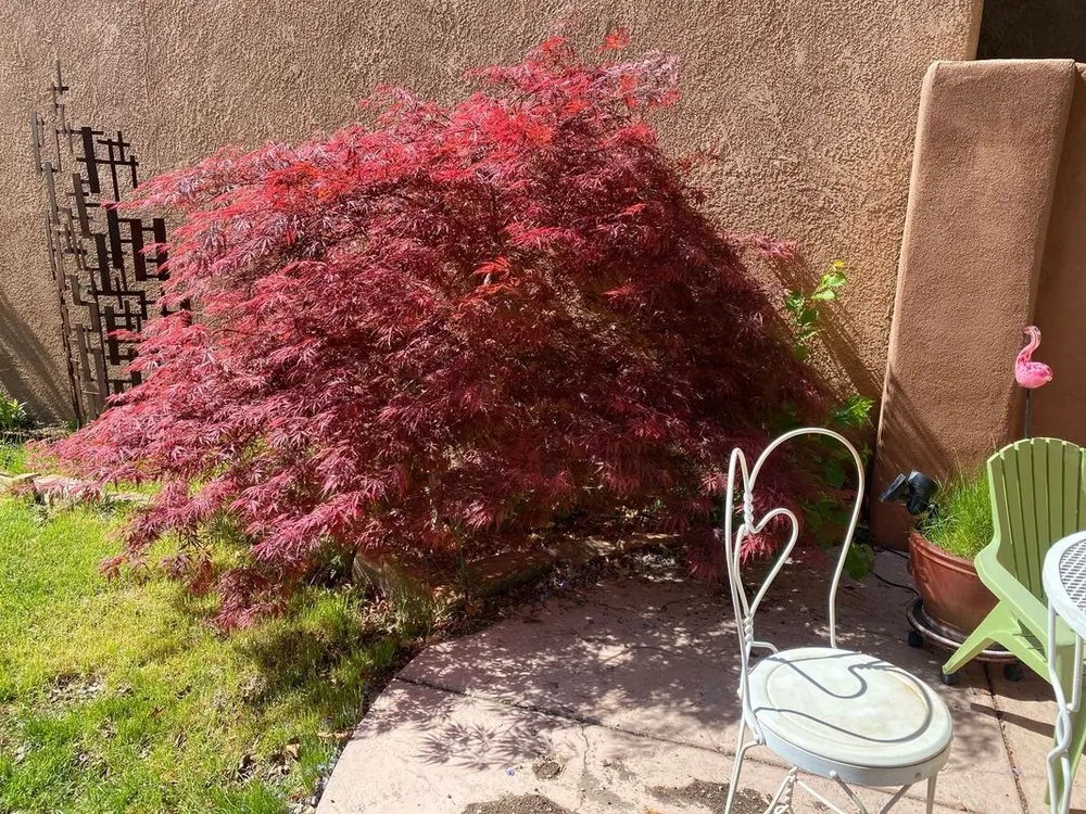 Trusted lawn care service for year-round maintenance across Albuquerque, NM - Shelly Landscaping