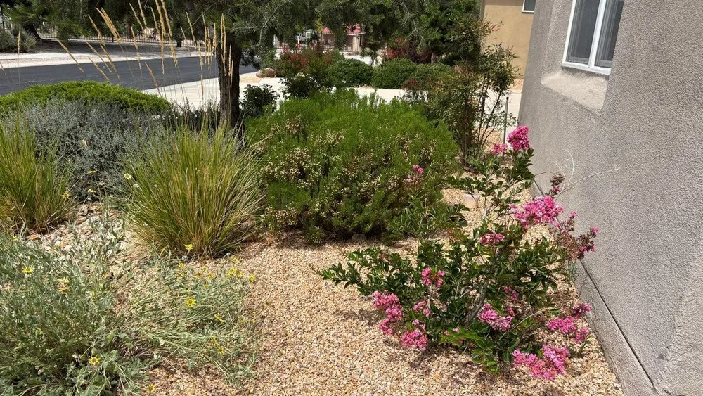Professional landscaping services for year-round maintenance in Albuquerque, NM by Shelly Landscaping